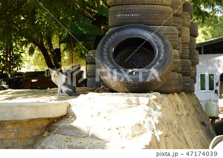 鳴いてる猫とタイヤ 47174039