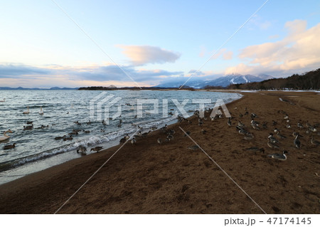福島県の猪苗代湖の白鳥と磐梯山 福島県の猪苗代湖の白鳥と磐梯山 47174145