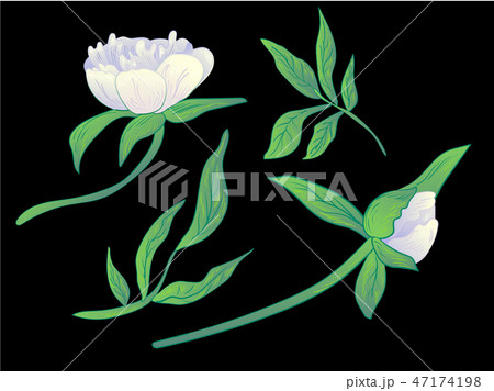 Vector White peony floral botanical flower. Black and white engraved ink art. Isolated peonies 47174198
