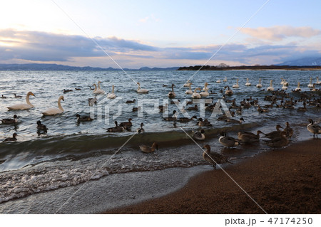 福島県の猪苗代湖の白鳥と磐梯山 47174250
