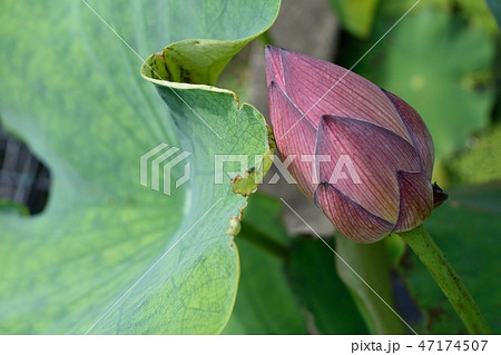 西福寺観世 赤紫の蓮の花 西福寺観世 赤紫の蓮の花 47174507
