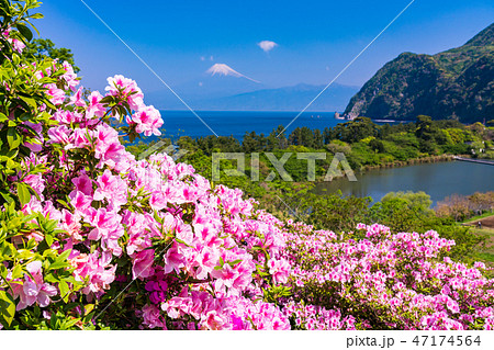 （静岡県）ツツジ満開の西伊豆井田から望む富士山 47174564