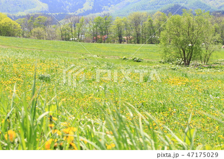 たんぽぽの咲く草原、新緑、北海道の春、一面の緑 たんぽぽの咲く草原、新緑、北海道の春、一面の緑 47175029