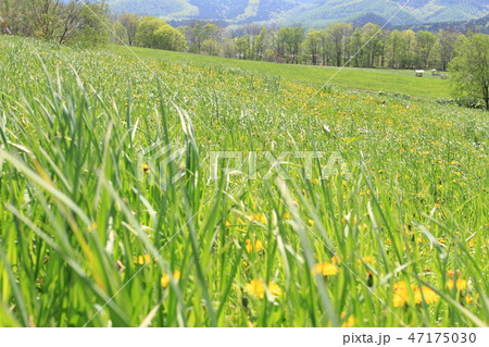 たんぽぽの咲く草原、新緑、北海道の春、一面の緑 47175030