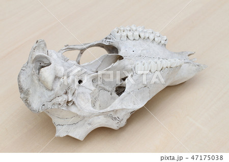 動物、鹿の頭蓋骨、シカの骨の写真素材 [47175038] - PIXTA