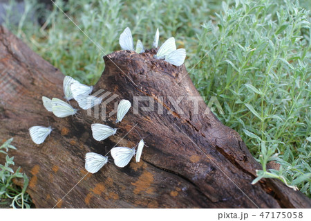 庭先の流木の水に集まるたくさんの白い蝶の写真素材
