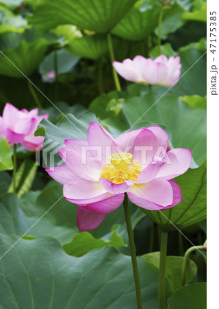 ハスの花 アップ ハスの花 アップ 47175385