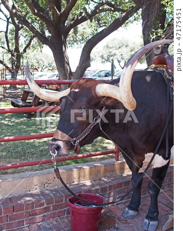 フォートワース・ストックヤード 47175451