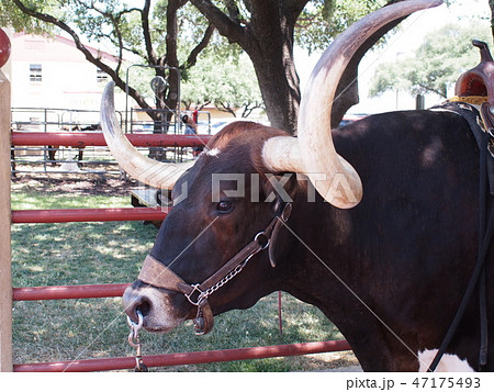 フォートワース・ストックヤード 47175493