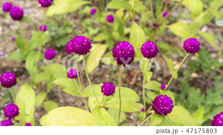 野生の花 開花 夏 47175803