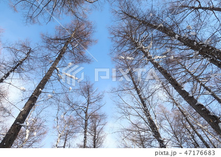 斜め下から見た積雪した木 斜め下から見た積雪した木 47176683