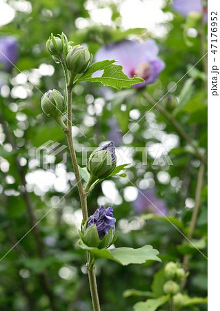 薄紫のムクゲの花とつぼみの写真素材