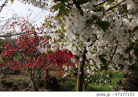 風景 観光 風 47177135