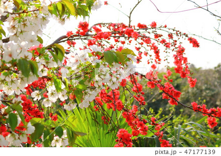 風景 観光 風 47177139