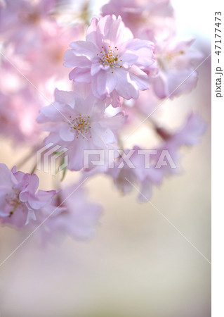 サクラ サクラ 47177473