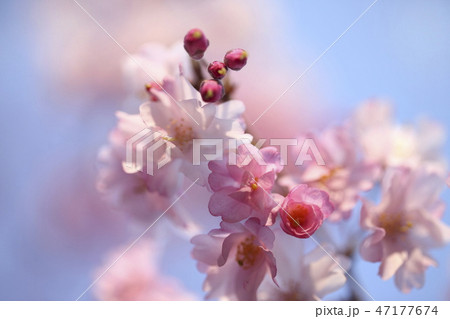 サクラ サクラ 47177674