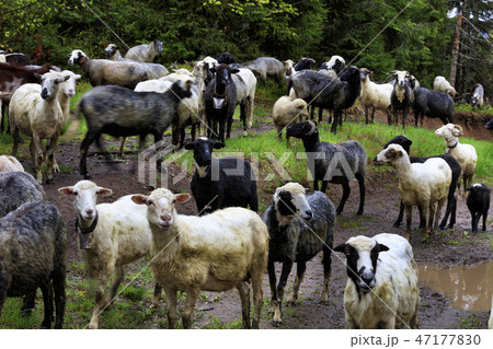 A flock of sheep walks along the road washed A flock of sheep walks along the road washed 47177830