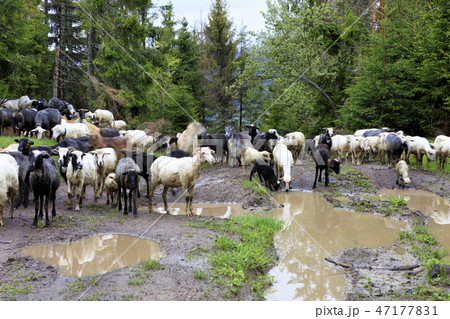 A flock of sheep walks along the road washed 47177831