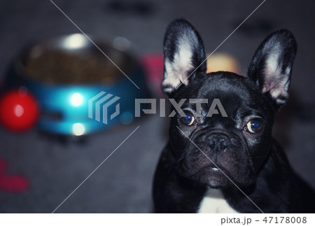 black french bulldog puppy home interior  47178008