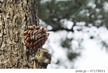 松ぼっくり　植物 47179051