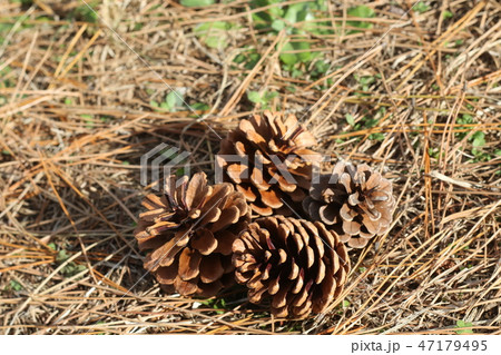 松ぼっくり 植物 松ぼっくり 植物 47179495