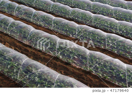 野菜のトンネル栽培 野菜のトンネル栽培 47179640