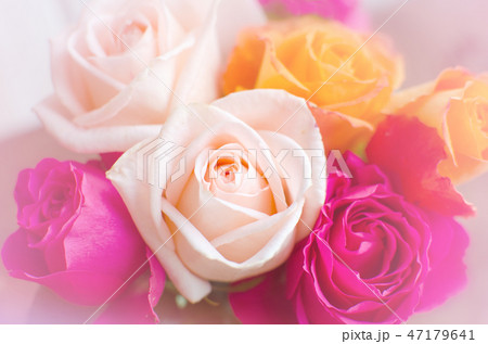 Pink and purple roses with hearts background. Valentine's day 47179641