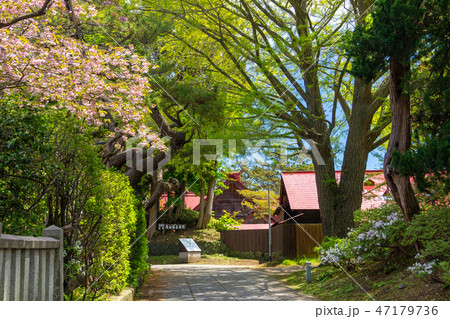 北海道 福山城と寺町の八重桜 北海道 福山城と寺町の八重桜 47179736