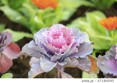 花畑のハボタン 花畑のハボタン 47180095