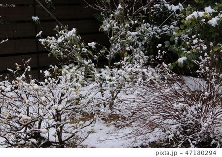 雪の庭 雪の庭 47180294
