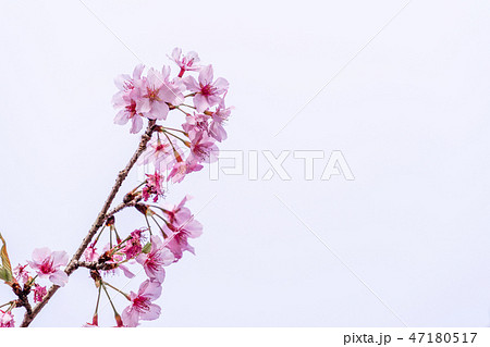 桜 さくら サクラ 47180517