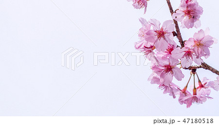 桜 さくら サクラ 47180518