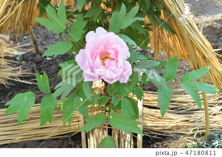 牡丹（ボタン）　ピンク 47180811