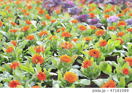オレンジ色のキンセンカとハボタン の写真素材