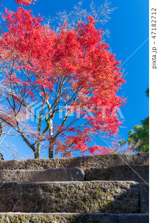 秋の岡城址【大分県竹田市】 秋の岡城址【大分県竹田市】 47182712