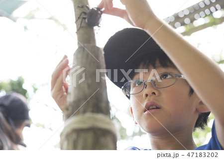 カブトムシ 夏休み 小学生 男の子 カブトムシ 夏休み 小学生 男の子 47183202