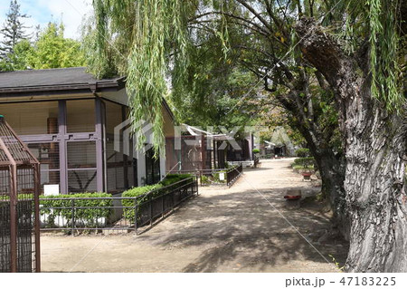 動物園と檻 47183225