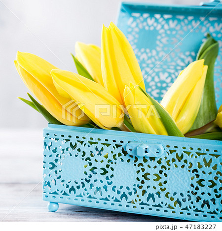 Yellow tulips in blue metal box 47183227