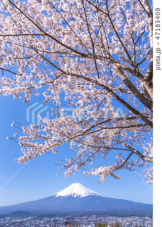 富士山と桜の写真素材