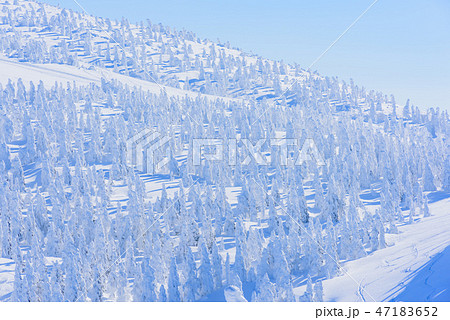 阿仁の樹氷 47183652