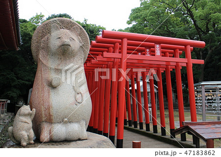 狸の蓑山大明神 狸の蓑山大明神 47183862