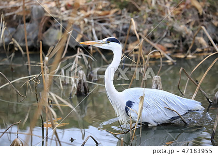 エサを探すアオサギ　 47183955