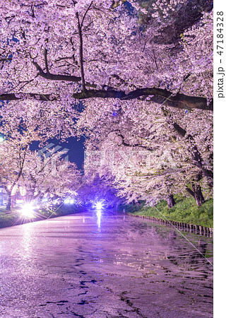 青森県 弘前城の夜桜の写真素材