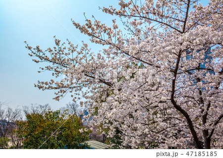 桜ノ宮駅周辺の桜 桜ノ宮駅周辺の桜 47185185