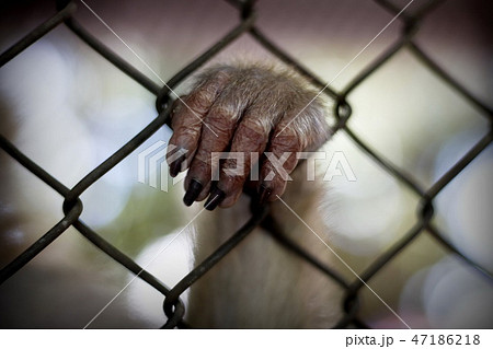 The monkey that is locked in the cage.の写真素材 [47186218] - PIXTA