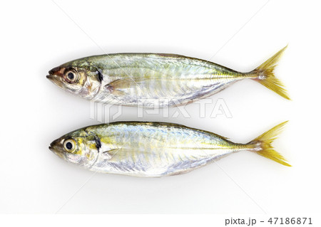 Fresh Yellow stripe trevally fish on white Fresh Yellow stripe trevally fish on white 47186871