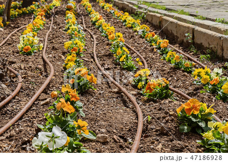 Yellow pansy seedlings and watering system 47186928