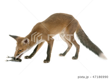 fox eating a chick 47186990