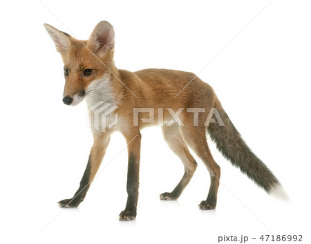 fox eating a chick fox eating a chick 47186992