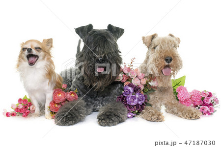 three dogs in studio 47187030
